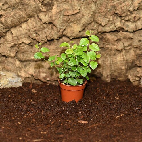 Creeping Fig Plant in Enclosure